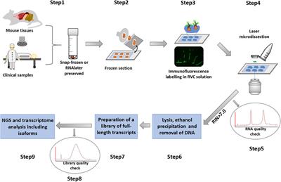 Frontiers Robust Acquisition of Spatial Transcriptional Programs